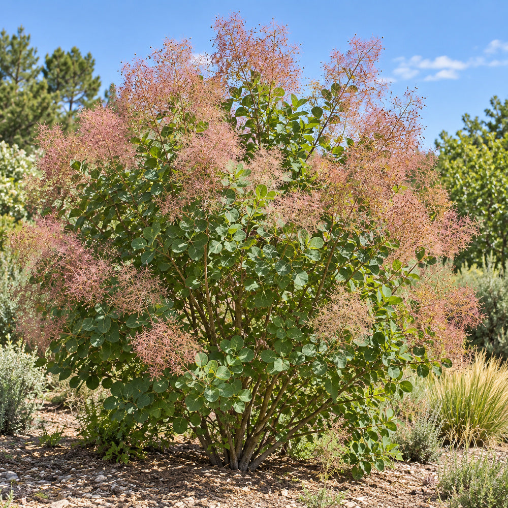 Smokebush — whole plant, AI-generated botanical illustration