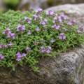 Creeping, Thyme Seed