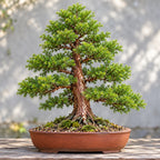 Japanese Cedar (Cryptomeria japonica) — AI-generated mature bonsai illustration