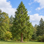 Japanese Cedar (Cryptomeria japonica) — whole plant, AI-generated botanical illustration