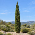 Italian Cypress — whole plant
