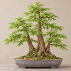 Dawn Redwood (Metasequoia glyptostroboides) — AI-generated mature bonsai illustration
