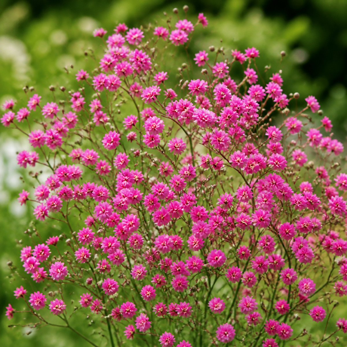 Deep Pink Gypsy, Baby's Breath Seed