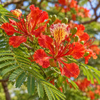 Royal Poinciana — close-up, AI-generated botanical illustration