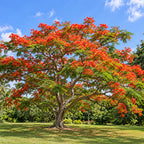 Royal Poinciana — whole plant, AI-generated botanical illustration