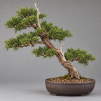 Eastern Redcedar (Juniperus virginiana) — AI-generated mature bonsai illustration
