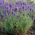 English, Lavender Seed