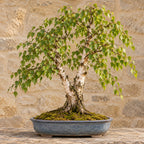 European White Birch (Betula pendula) — AI-generated mature bonsai illustration