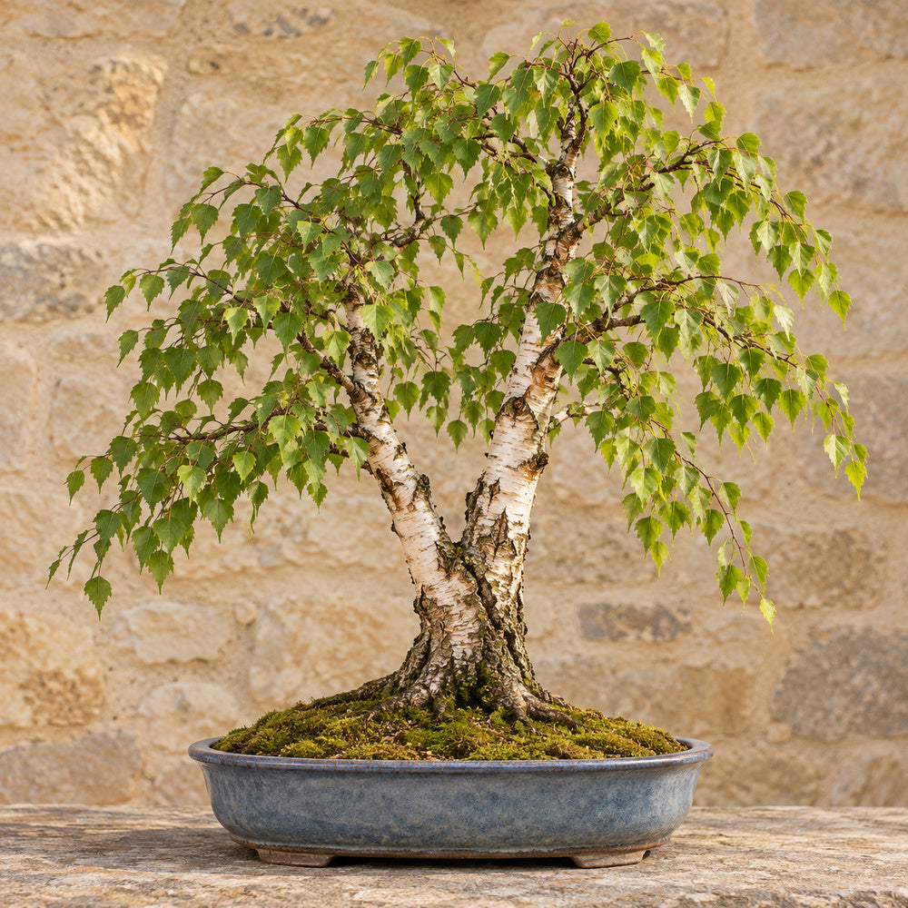European White Birch (Betula pendula) — AI-generated mature bonsai illustration