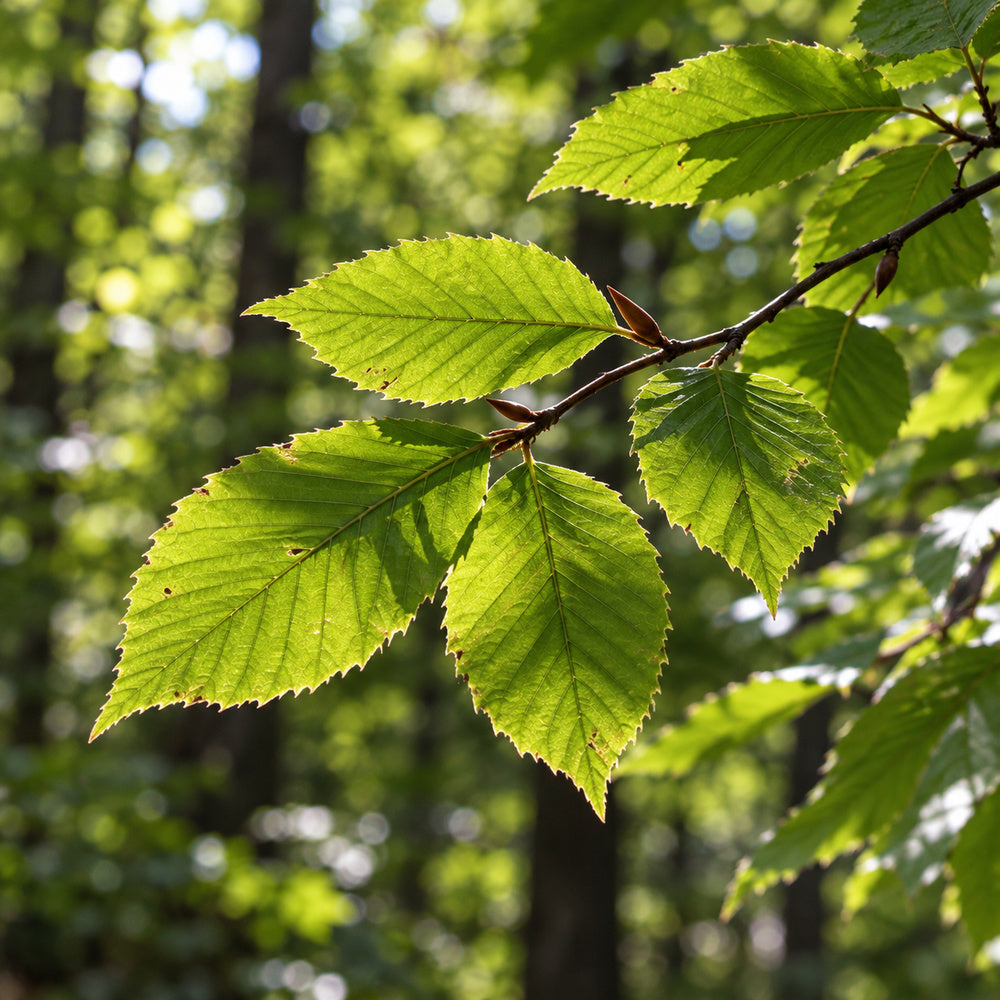 American Beech — close-up, AI-generated botanical illustration