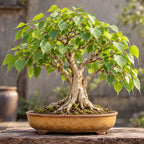 Bodhi Tree (Ficus religiosa) — AI-generated mature bonsai illustration