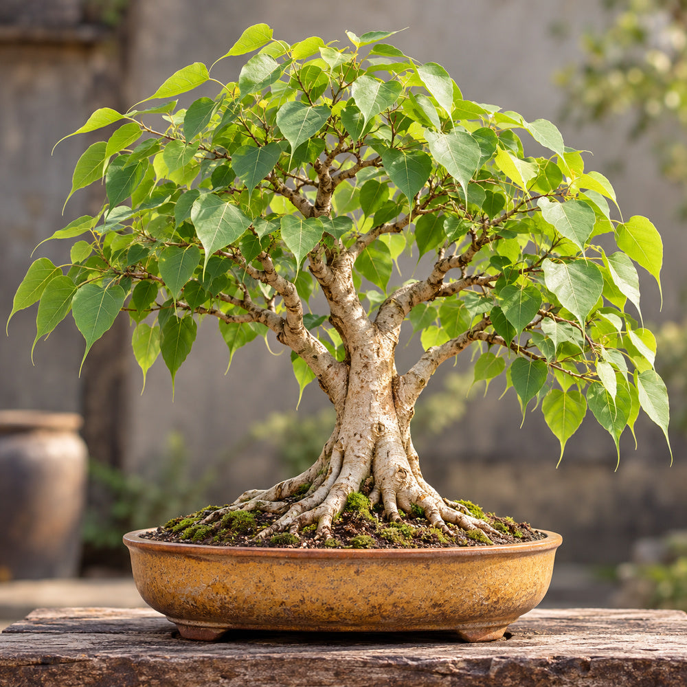 Bodhi Tree (Ficus religiosa) — AI-generated mature bonsai illustration