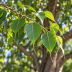 Bodhi Tree — close-up, AI-generated botanical illustration