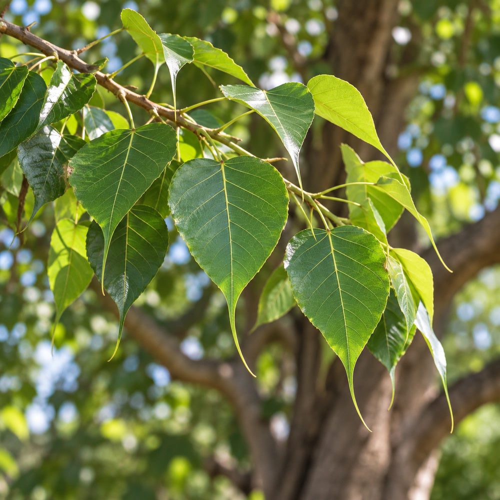 Bodhi Tree — close-up, AI-generated botanical illustration