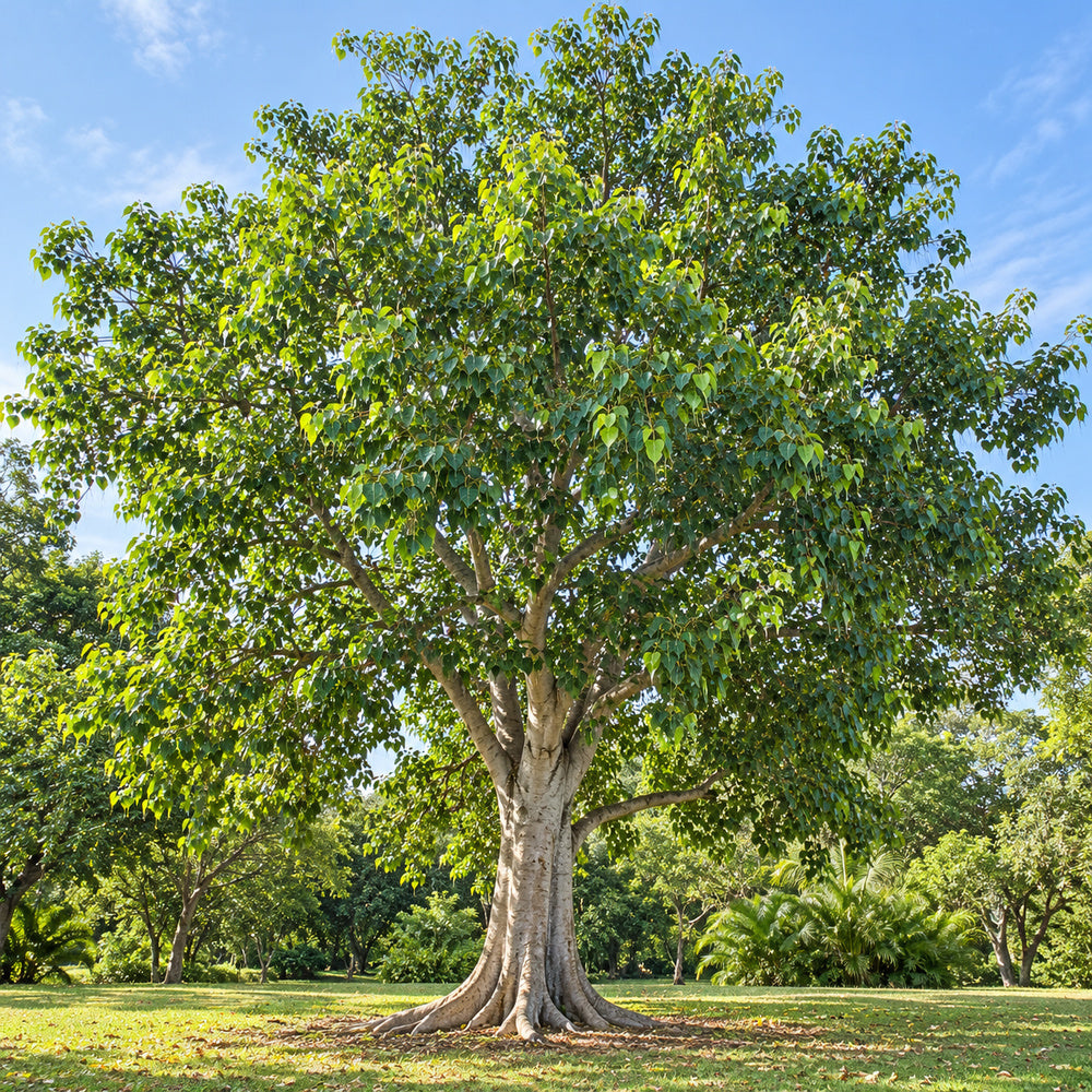 Bodhi Tree — whole plant, AI-generated botanical illustration