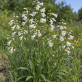 Foxglove Beardtongue, Penstemon Seed