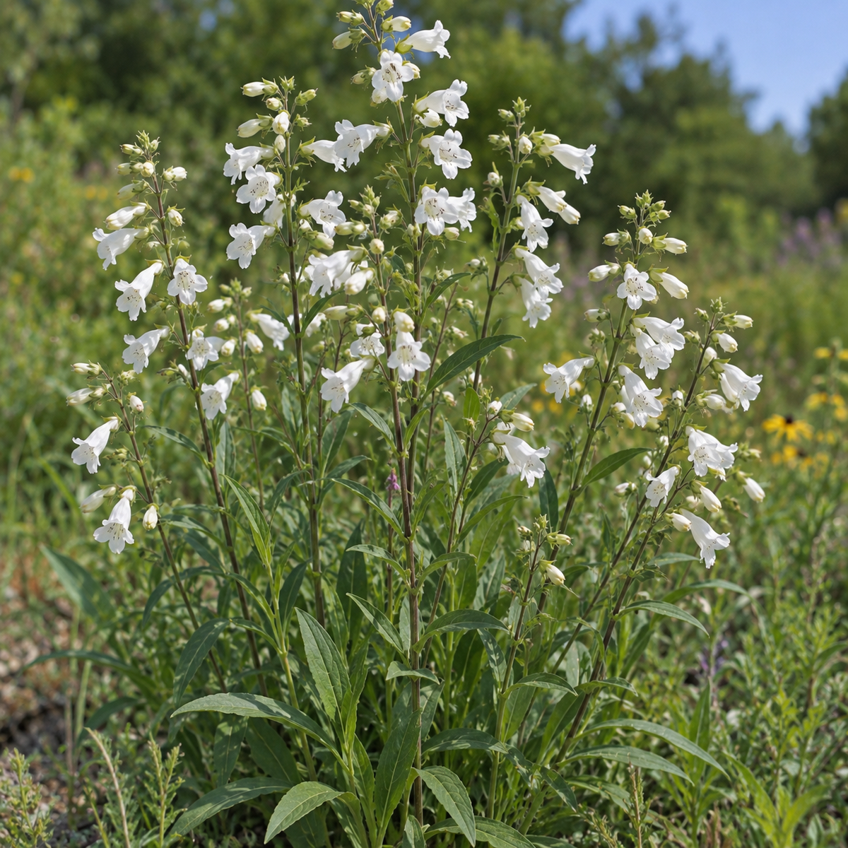 Foxglove Beardtongue, Penstemon Seed