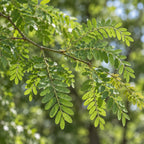 Thornless Honeylocust — close-up, AI-generated botanical illustration