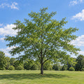 Thornless Honeylocust — whole plant, AI-generated botanical illustration
