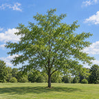 Thornless Honeylocust — whole plant, AI-generated botanical illustration