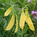 Golden Sweet, Organic Pea Seed
