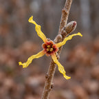 Ozark Witch Hazel (Hamamelis vernalis) — close-up, AI-generated botanical illustration