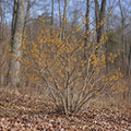 Ozark Witch Hazel (Hamamelis vernalis) — whole plant, AI-generated botanical illustration