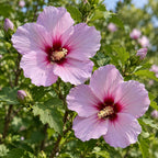 Rose of Sharon — close-up, AI-generated botanical illustration