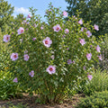 Rose of Sharon — whole plant, AI-generated botanical illustration