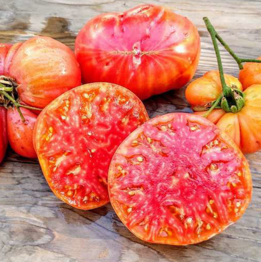 Hillbilly, Tomato Seeds