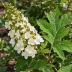 Oakleaf Hydrangea — close-up