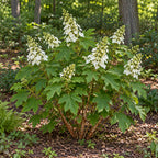 Oakleaf Hydrangea — whole plant