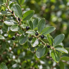 Inkberry Holly — close-up
