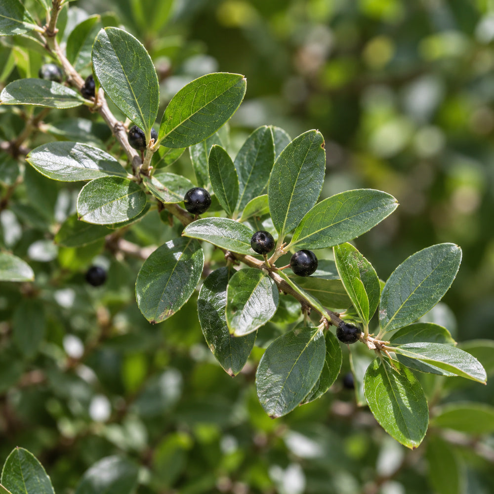 Inkberry Holly — close-up