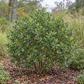 Inkberry Holly — whole plant