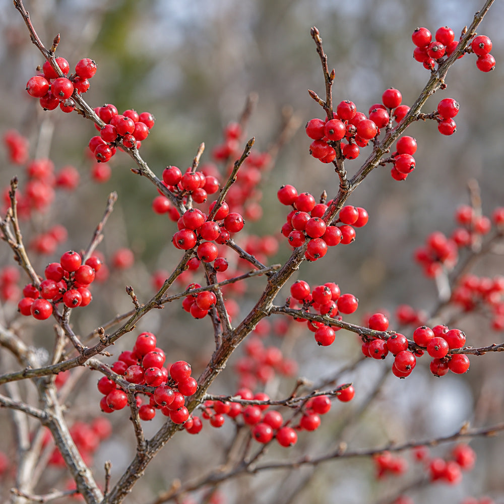Winterberry Holly (Ilex verticillata) — close-up, AI-generated botanical illustration