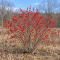 Winterberry Holly (Ilex verticillata) — whole plant, AI-generated botanical illustration
