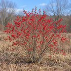 Winterberry Holly (Ilex verticillata) — whole plant, AI-generated botanical illustration