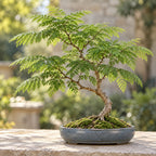 Jacaranda (Jacaranda mimosifolia) — AI-generated mature bonsai illustration