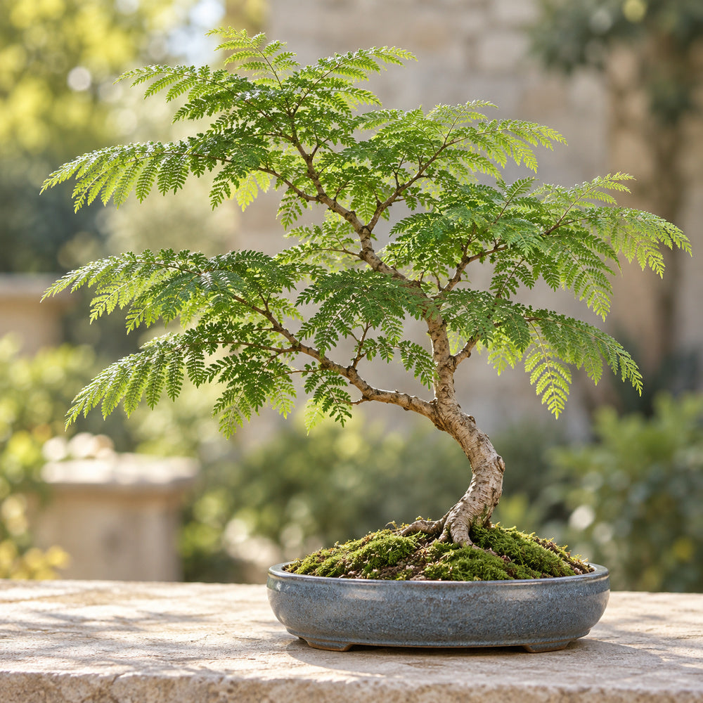 Jacaranda (Jacaranda mimosifolia) — AI-generated mature bonsai illustration