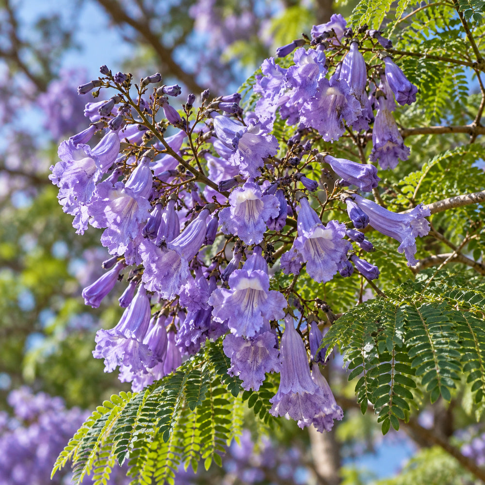 Jacaranda — close-up, AI-generated botanical illustration