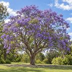 Jacaranda — whole plant, AI-generated botanical illustration