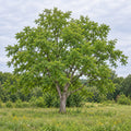 Butternut — whole plant