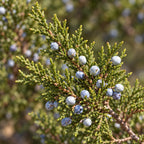 Eastern Redcedar — close-up, AI-generated botanical illustration