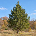 Eastern Redcedar — whole plant, AI-generated botanical illustration