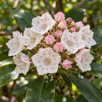 Mountain Laurel — close-up