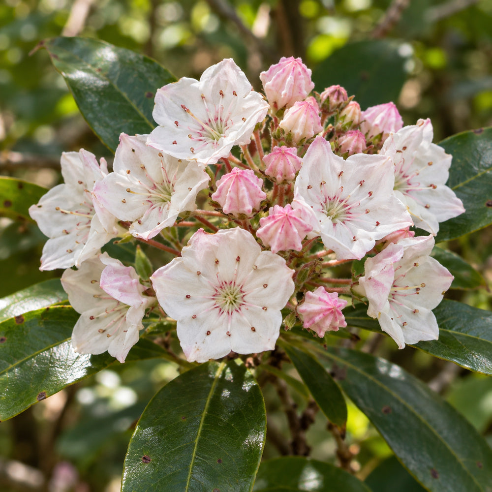 Mountain Laurel — close-up