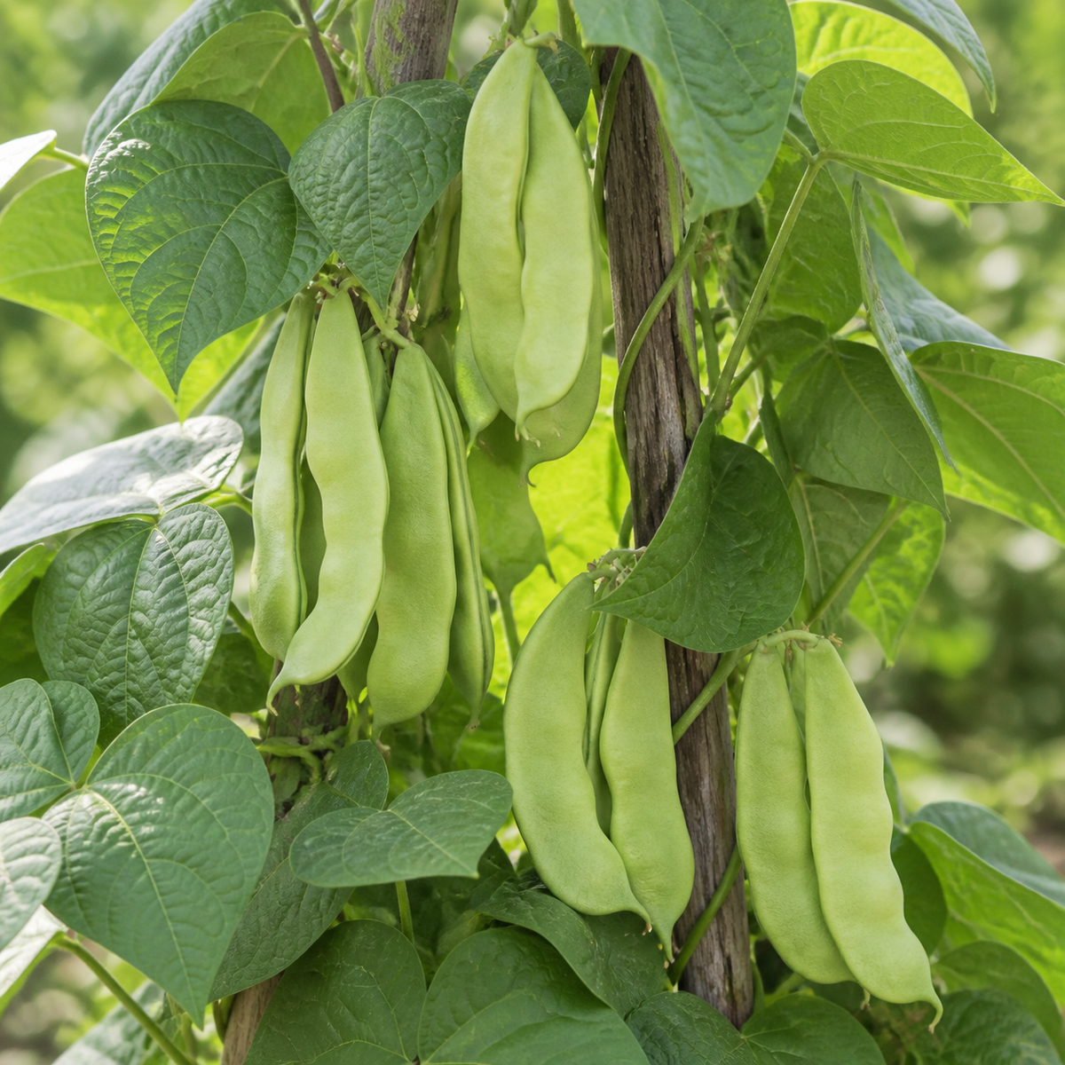 King of the Garden, Bean Seed
