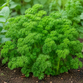 Krausa, Parsley Seed