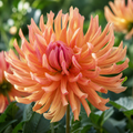 Labyrinth, Dahlia Tubers